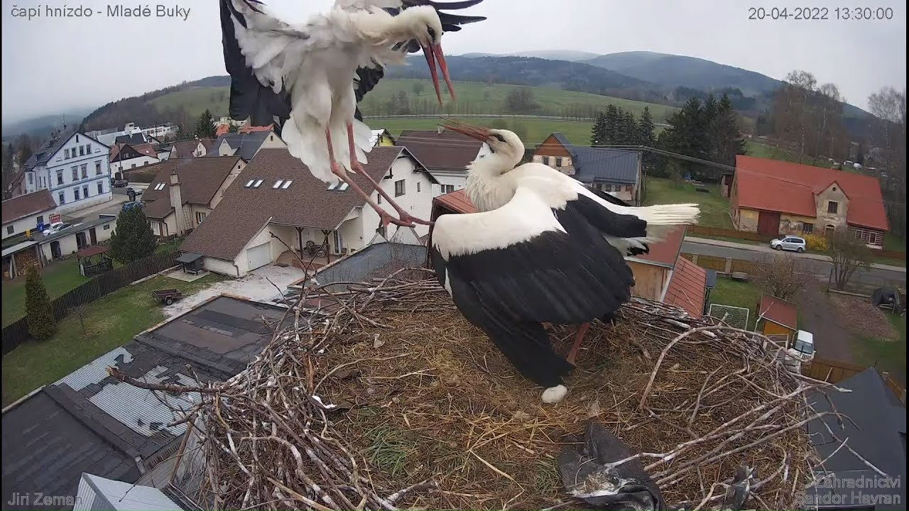 ATTACK on the nest Bukáček protects egg Živá kamera - Mladé Buky - čapí hnízdo 20-04-2022