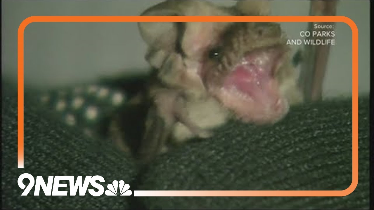 Rabid bat found in Boulder
