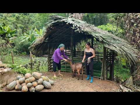 Grandmother and Grandchild's Forest Life: Pumpkin Harvest & DIY Goat House