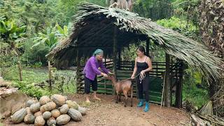 Grandmother and Grandchild's Forest Life: Pumpkin Harvest & DIY Goat House
