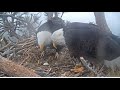Big Bear Eagles ~ Jackie & Shadow RESILIENT & DEDICATED Still To Egg #2 💕 Message From FOBBV 3.23.21