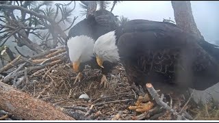 Big Bear Eagles ~ Jackie \& Shadow RESILIENT \& DEDICATED Still To Egg #2 💕 Message From FOBBV 3.23.21