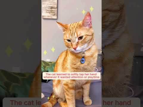 This fragile kitten had one last hope #animalrescue #straycat #kitten