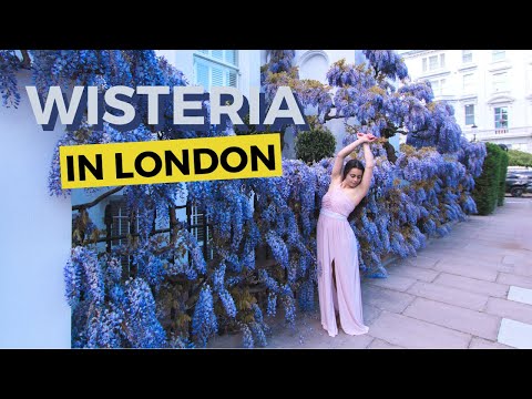 Vídeo: Glicínias Florescem Em Londres