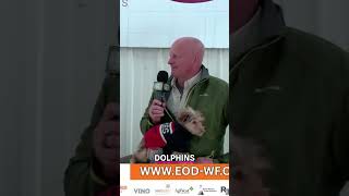 Navy EOD: Training Dolphins for Secret Missions #shorts