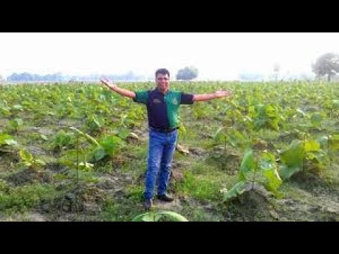 Teak Wood Cultivation Makes you a Crorepati chandanagar hyderabad