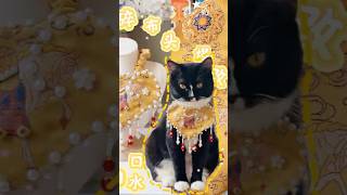 Don't throw away scrap fabric! Cat bandana DIY 🐾 #shorts#handmade #sewing #catbandana #cat #diy