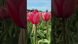 Find Inner Peace: Affirmations in a Tulip Field #shorts