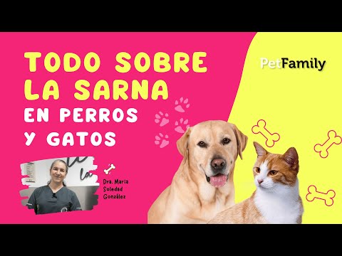 ? Descubre todo sobre la sarna en perros y gatos ?