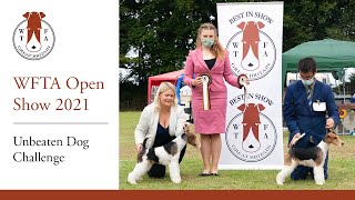 WFTA Open Show 2021: Unbeaten Dog Challenge by Wire Fox Terrier Association 191 views 2 years ago 5 minutes, 45 seconds