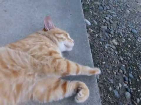 おれ、ねこ　（ゴロン×２）