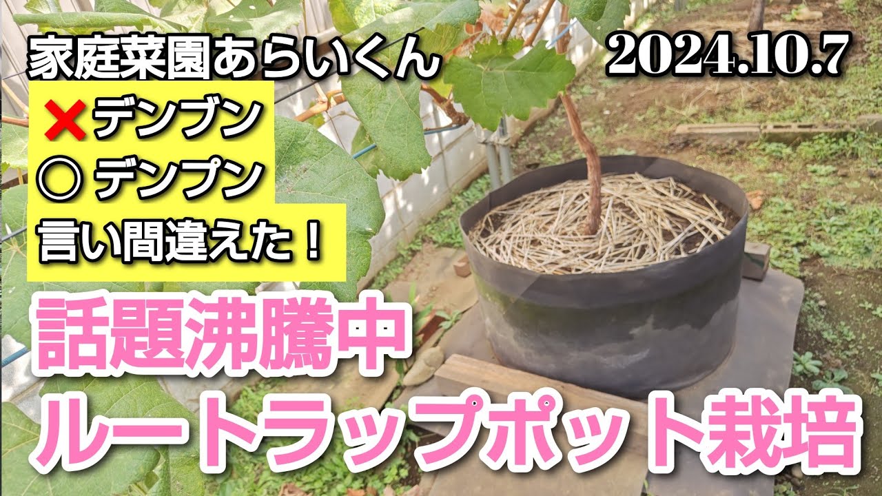 【シャインマスカット、サマーブラック】第１６７回、根域制限栽培&一文字仕立ての育成例紹介【ルートラップポット】