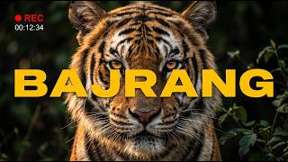 RARE! Bajrang Tiger Mating in Tala Zone | Bandhavgarh Tiger Reserve
