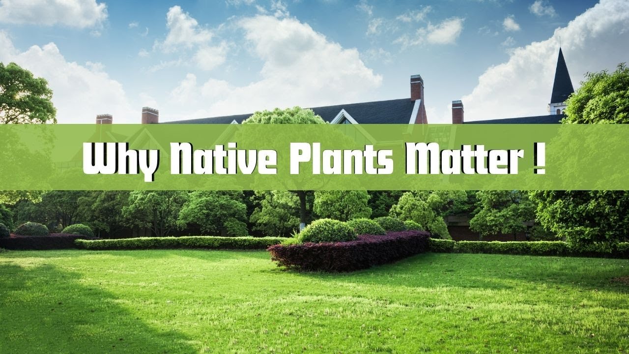 Native Plants | How Native Plants Transform Your Garden and the Environment