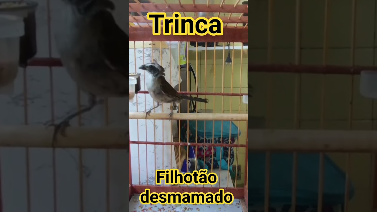 @TRINCA PARA FAZER DO SEU JEITO É ISSO ☝️ FILHOTE QUE COMENTA CURTA SE ☝️ INSCREVA-SE