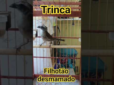 @TRINCA PARA FAZER DO SEU JEITO É ISSO ☝️ FILHOTE QUE COMENTA CURTA SE ☝️ INSCREVA-SE