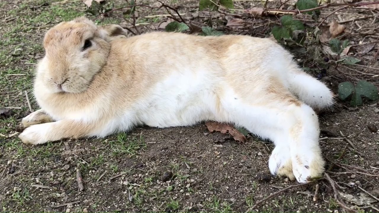Have you ever seen a wild rabbit so defenseless?