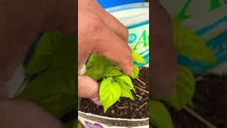 Ajies Dulces Coming Soon #aji #campo #agriculture #jardin #tierra #sol #plantas #nature #dulce