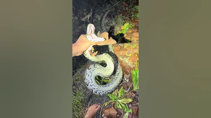 Catching as many pythons as I can! #animals#wildlife#snake#python#educational#crazy#alligator#viral