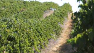 California vineyard for sale - wine real estate vinesmart