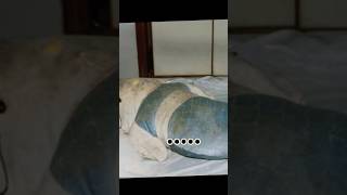 Sorry Fan Manyee  cat cutecase memes edit cute funny fanmanyee hellokitty death fyp fy