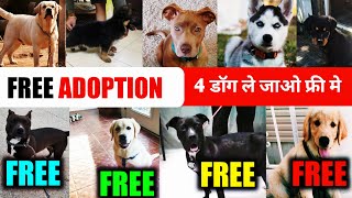 FREE ADOPTION 4 DOGS | Pitbull | Labrador | rottweiler | husky | gsd | maltipoo | Dogo argentino