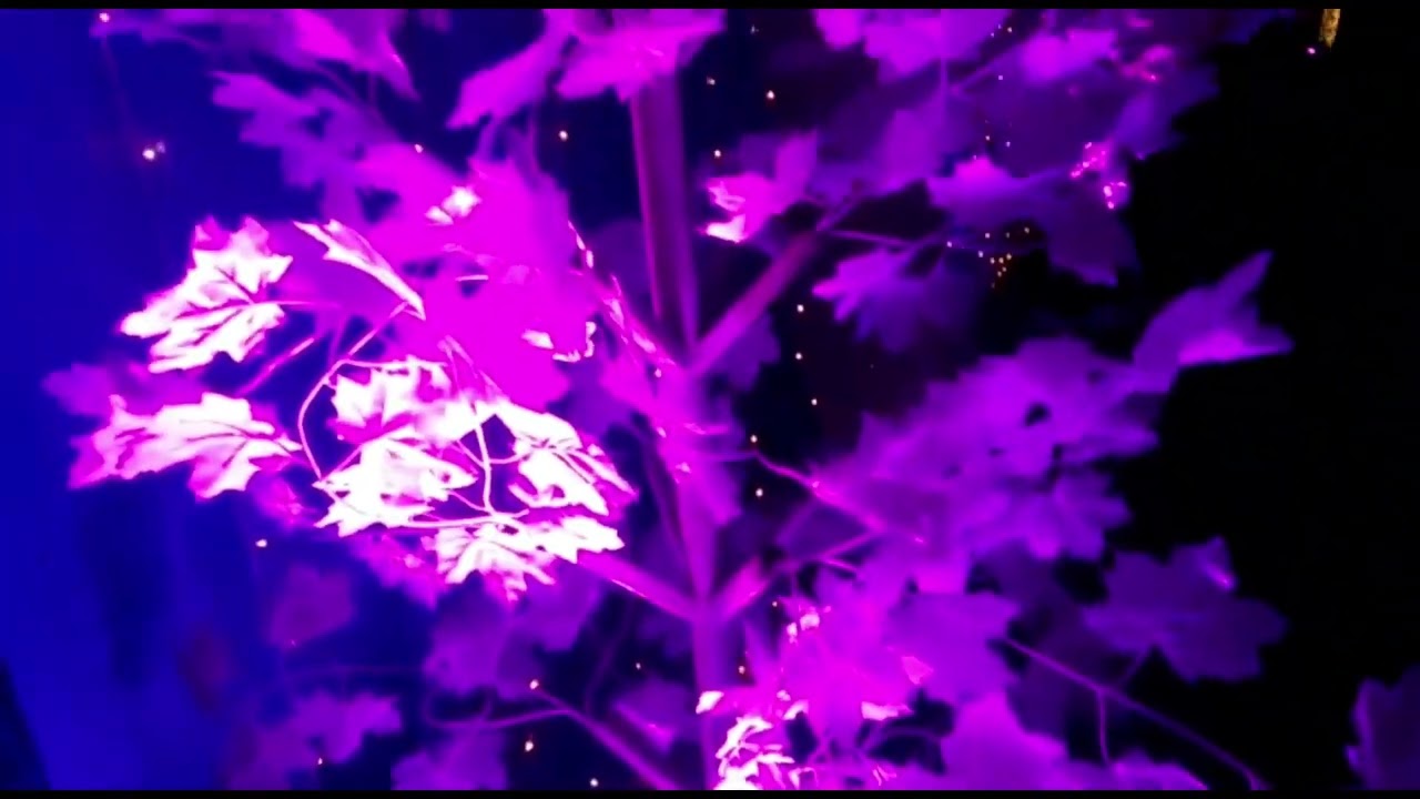 "Royal Light Decoration Entry | ऐसी रौशनी जो दिल जीत ले | Wedding Lighting Ideas 2025 ✨🔥 