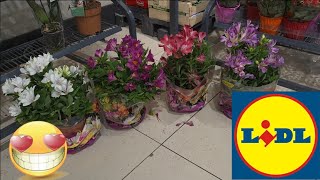ARRIVAGE LIDL 12 JUIN 2026
