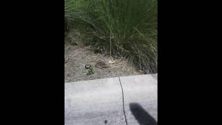 Big ass toad eating a last half of cheeseburger