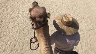 Reviews of Wild Canyon Camel Safari in Los Cabos