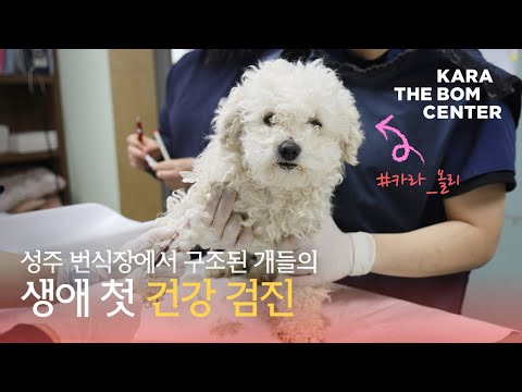 성주 번식장에서 구조된 개들의 생애 첫 건강 검진