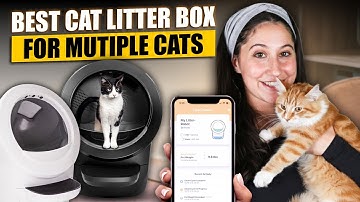 Best Cat Litter Box for Multiple Cats: Stop Tracking & Reduce Scooping Forever