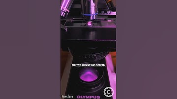 Onion Under the Microscope—Fungal Spores and Sparkling Crystals! 🧅