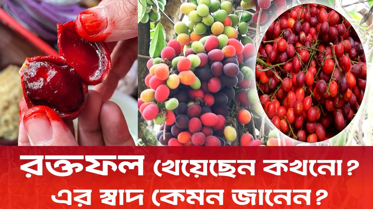 পাহাড়ি ফল রসকো বা রক্তফল। স্বাদ ও ঘ্রাণের কারণে জনপ্রিয় হচ্ছে। আধুনিক কৃষি বার্তা। 