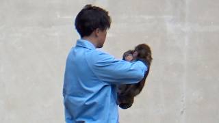 Download Lagu Monkey Punch clings to a leg, gently moves to the shoulder MP3