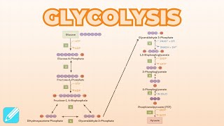 Glycolysis Metabolism