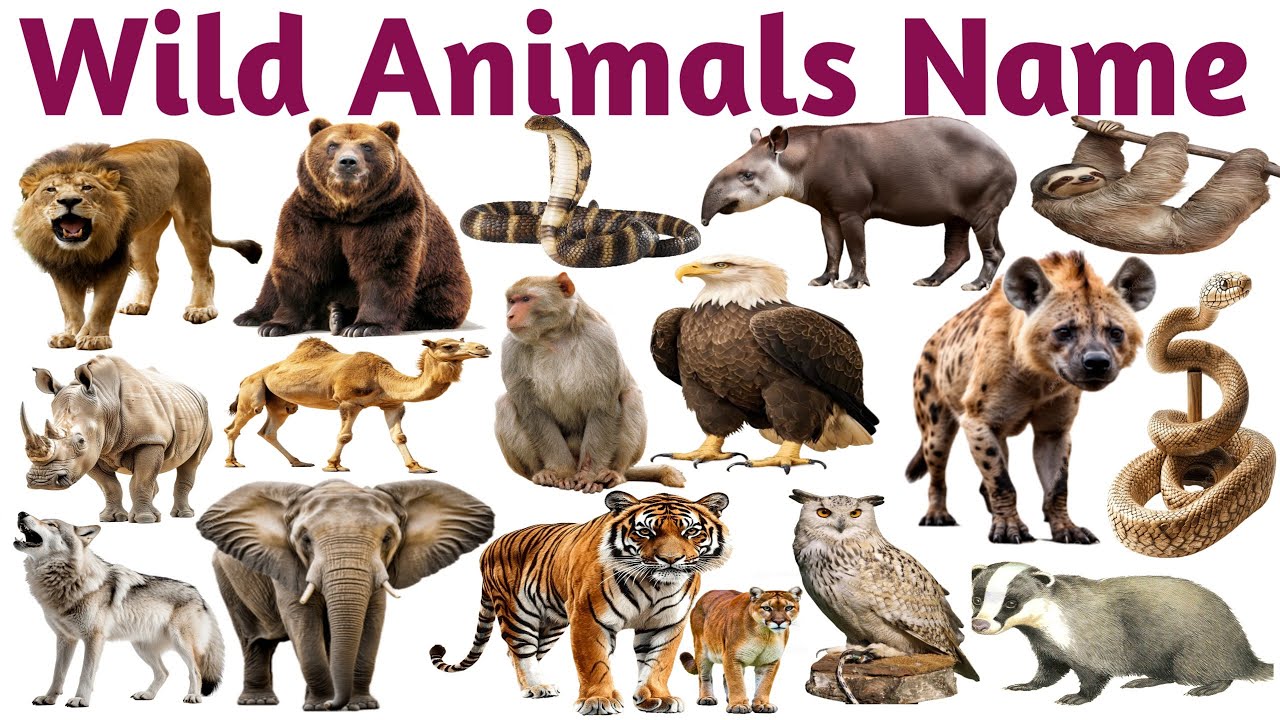 Wild Animals Names for Kids in Hindi & English Lion, Monkey, and Elephant!
