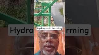 The Future Of Food Hydroponic Farming Techniques hydroponics organicfarming shorts ytshorts