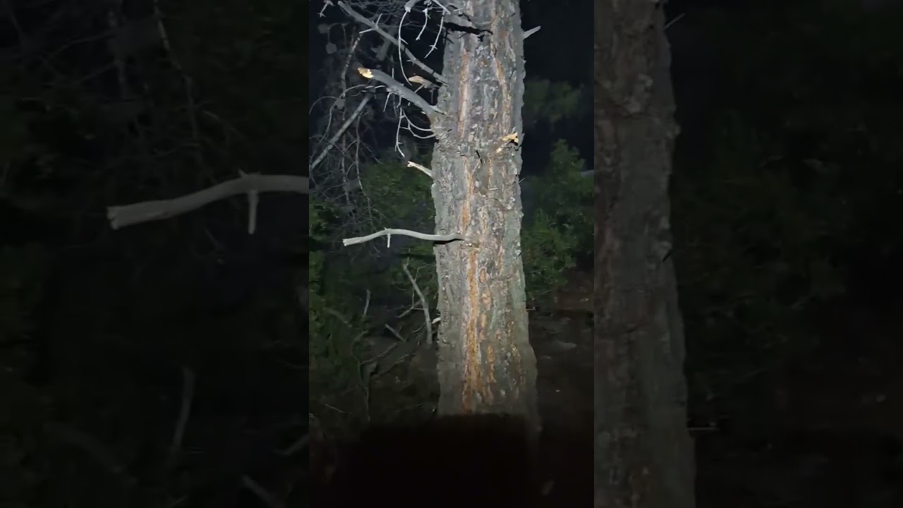 Into the Fire: Wildfire Heroes in Action