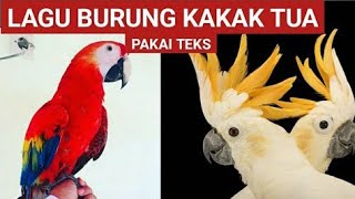 Lagu Burung Kakak Tua hinggap di jendela Nenek Sudah Tua GIGINYA TINGGAL 2