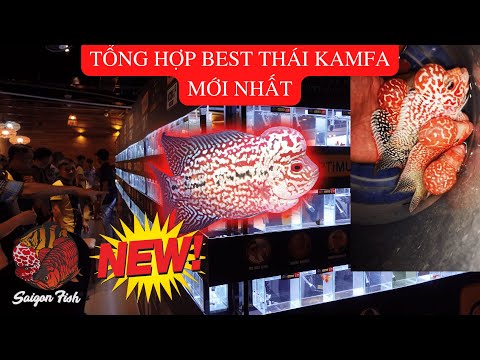 Video Bán cá La Hán Saigon Fish lên sóng Tổng Hợp Thái Kamfa... - youtube