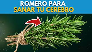 El PODER OCULTO del ROMERO 🌿 ACTIVA tu MEMORIA y despierta tu ENERGÍA mental
