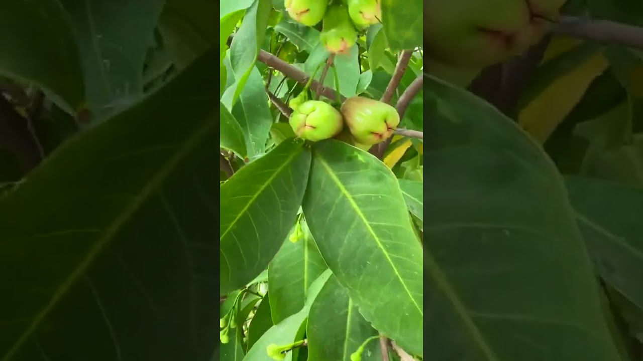 Garden Flowers 🌹🌺🌹🌺 
