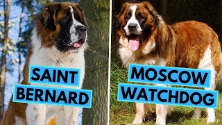 Moscow Watchdog Vs Saint Bernard - Dog Breed Comparison