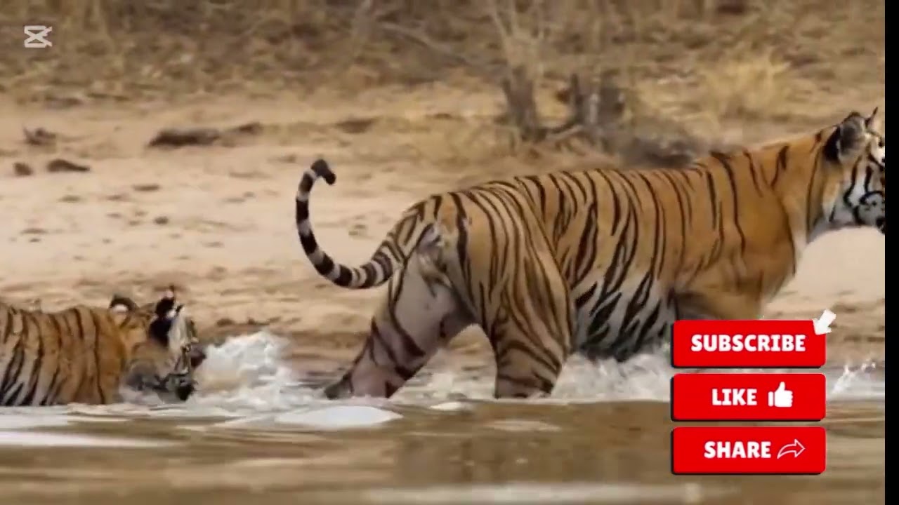 Queen of Stripes@ SammytexPlusTV 