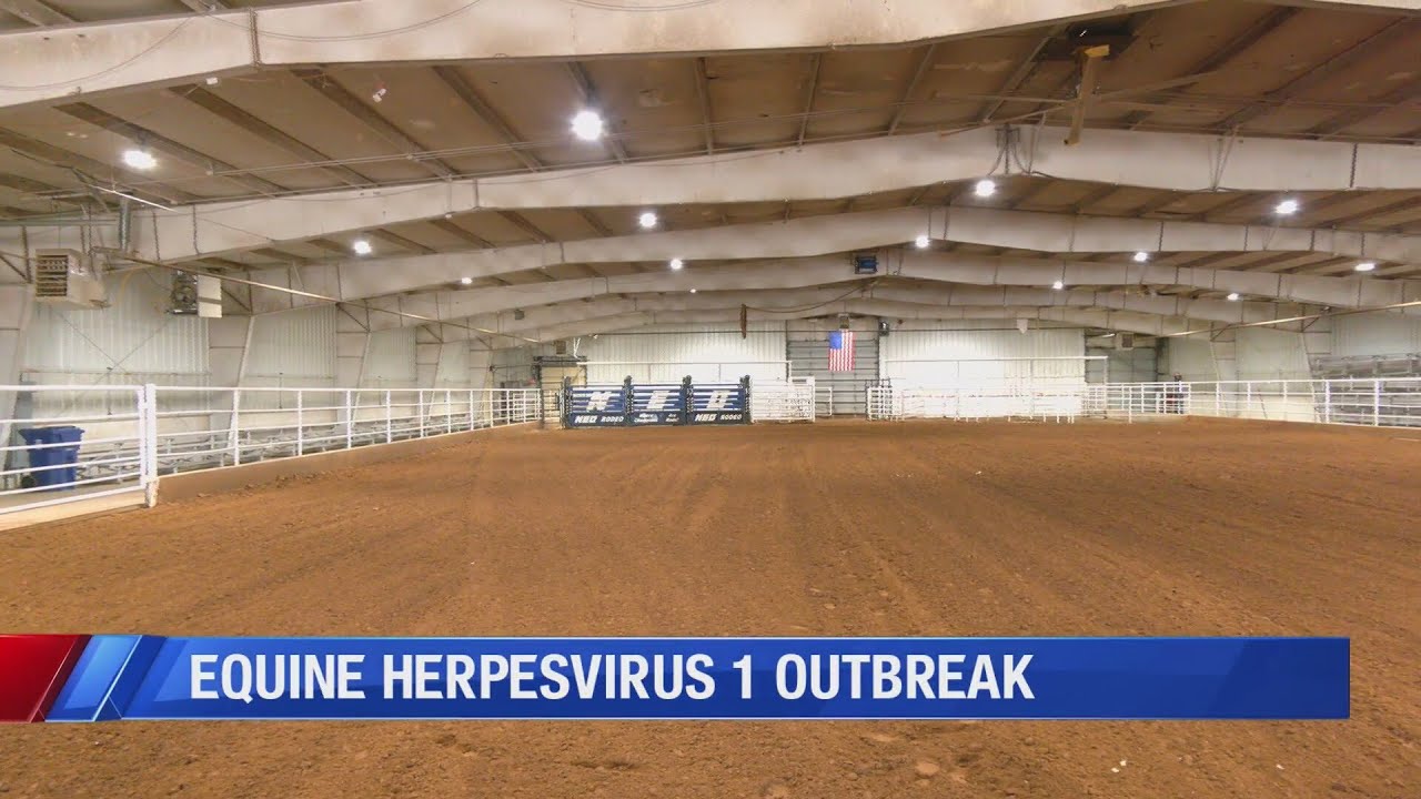 Equine herpesvirus outbreak threatens horse industry nationwide