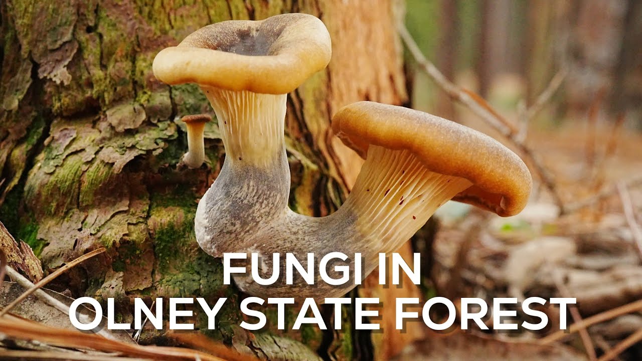Fungi in The Watagans / Olney State Forest