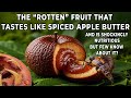 الفاكهة الفاسدة التي تشبه في مذاقها زبدة التفاح المتبلة وهي مغذية بشكل مذهل 