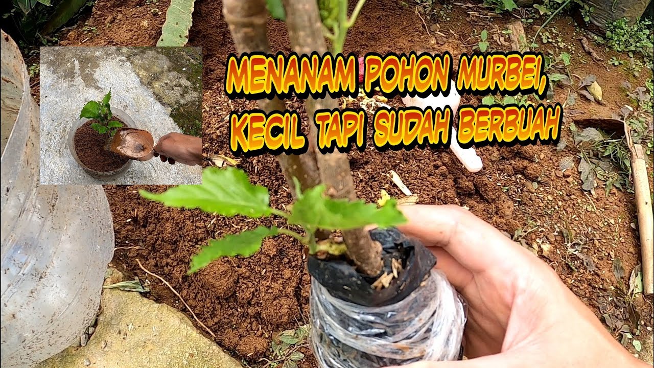 Menanam Pohon Murbei untuk menghiasi Halaman Rumah, Kecil tapi sudah berbuah 🤩👍