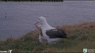 Northern Royal Albatross 23 05 2026 2 ~ WYL is back and feeds Plateau